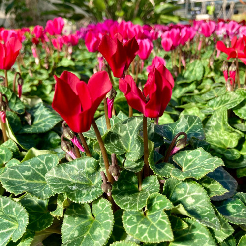 Cyclamen rouge