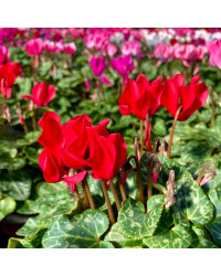 Cyclamen rouge