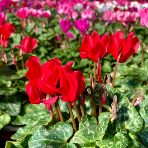 Cyclamen rouge