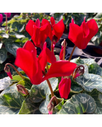 Cyclamen rouge