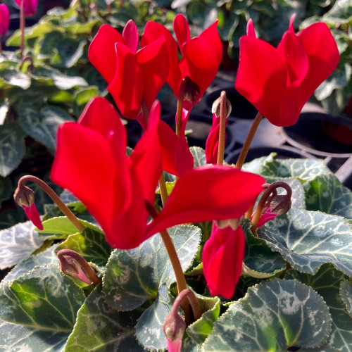 Cyclamen rouge