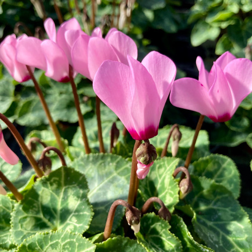 Cyclamen rose