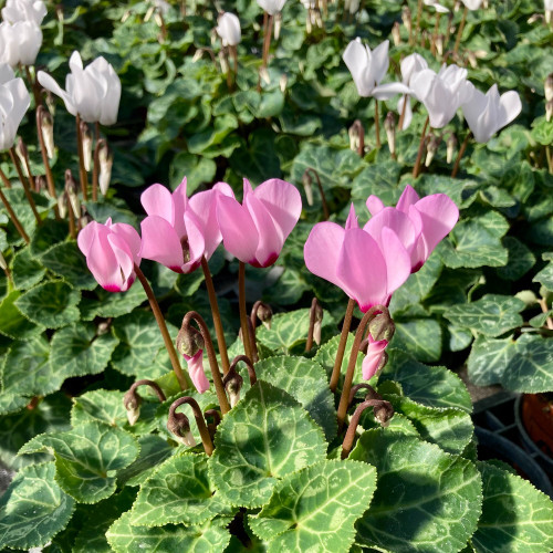Cyclamen rose