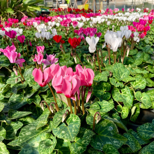 Cyclamen rose