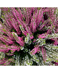 Bruyère Calluna Bicolore