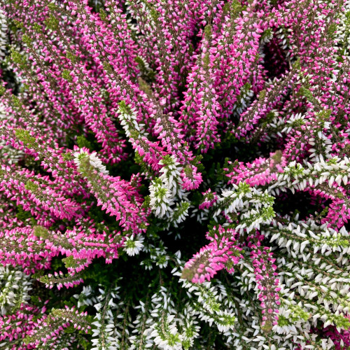 Bruyère Calluna Bicolore