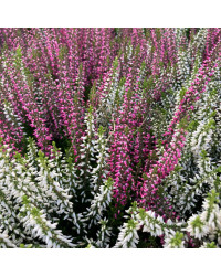 Bruyère Calluna Bicolore