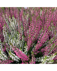 Bruyère Calluna Bicolore