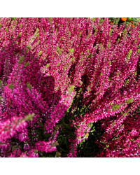 Bruyère Calluna Garden Girls