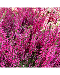 Bruyère Calluna Garden Girls