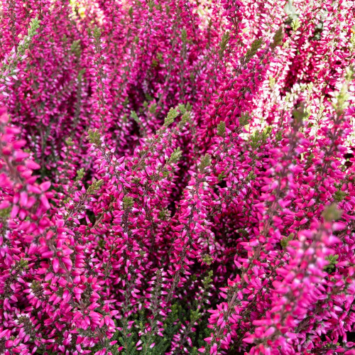 Bruyère Calluna Garden Girls