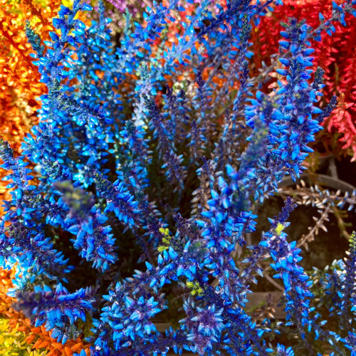 Bruyère Calluna Teintee 6 couleurs