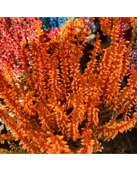 Bruyère Calluna Teintee 6 couleurs