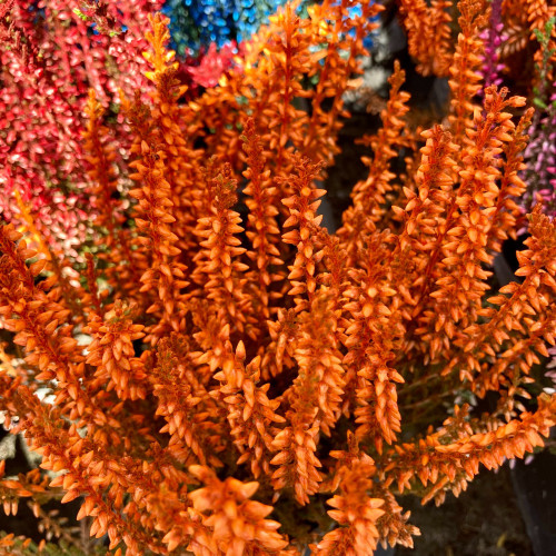 Bruyère Calluna Teintee 6 couleurs