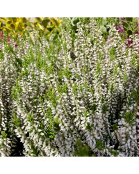 Bruyère Calluna Teintee 6 couleurs