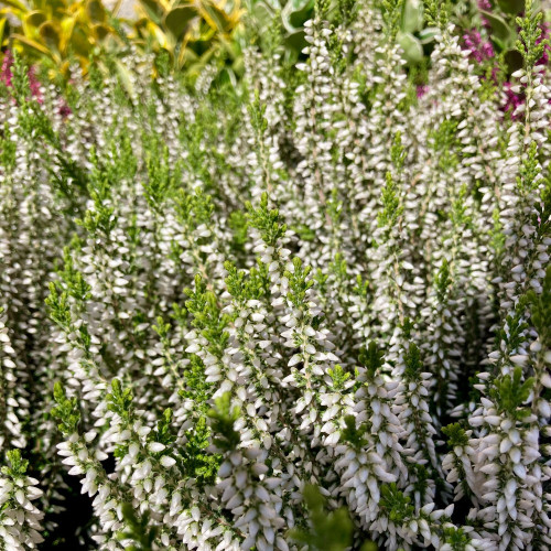 Bruyère Calluna Teintee 6 couleurs