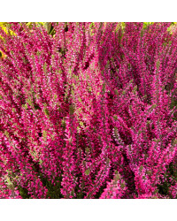 Bruyère Calluna Teintee 6 couleurs