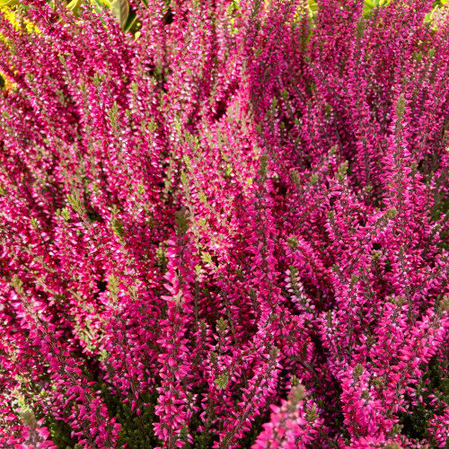 Bruyère Calluna Teintee 6 couleurs