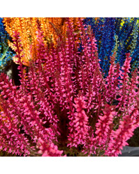 Bruyère Calluna Teintee 6 couleurs