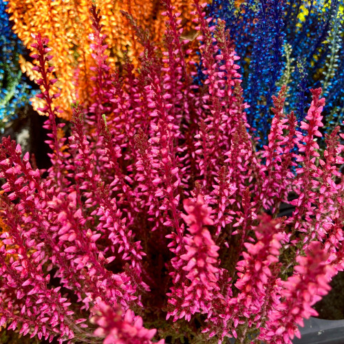 Bruyère Calluna Teintee 6 couleurs