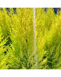 Cupressus Goldcrest