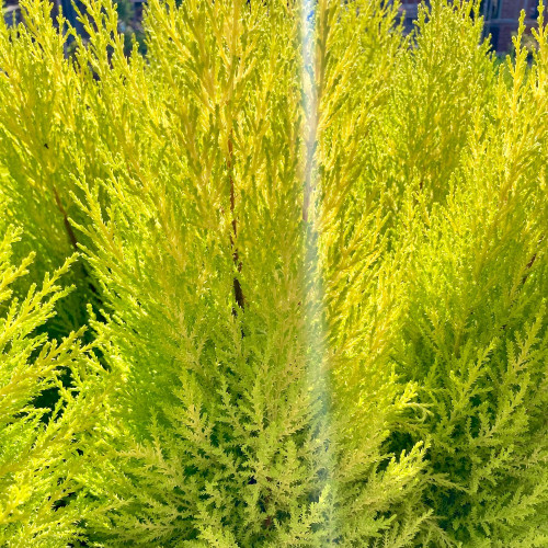 Cupressus Goldcrest