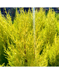 Cupressus Goldcrest