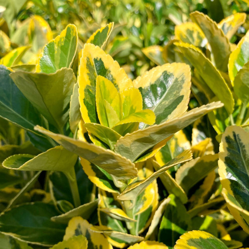Euonymus fortunei emerald gold