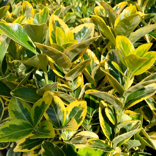Euonymus fortunei emerald gold