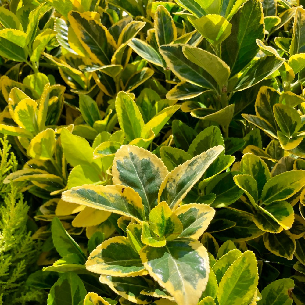 Emerald gold hotsell
