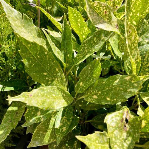 Aucuba