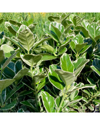 Euonymus fortunei emerald gaiety