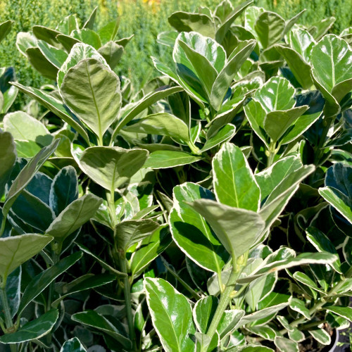 Euonymus fortunei emerald gaiety