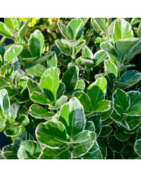 Euonymus fortunei emerald gaiety