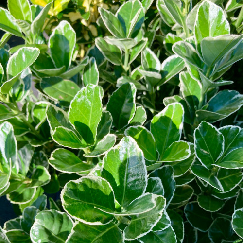 Euonymus fortunei emerald gaiety