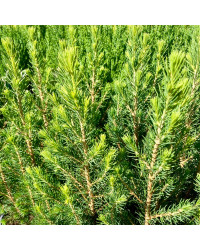 Picea Glauca Conica