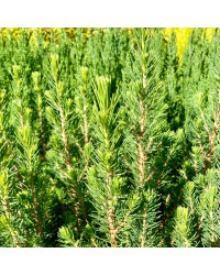 Picea Glauca Conica