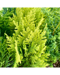 Chamaecyparis lawsoniana Empire
