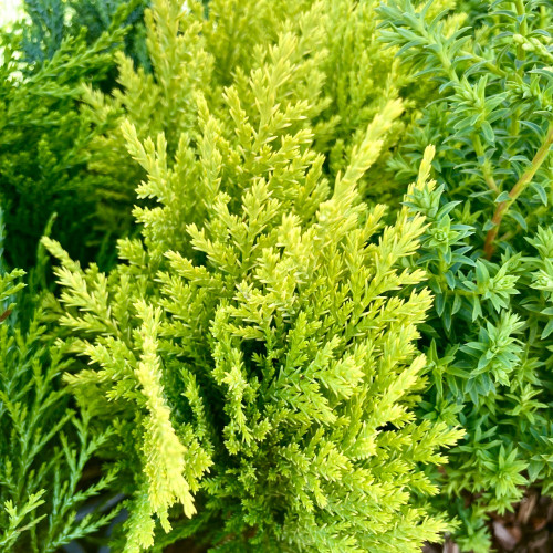 Chamaecyparis lawsoniana Empire