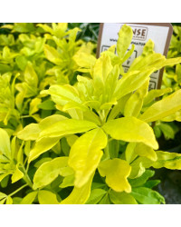 Choisya Ternata Brica Sundance Blanc