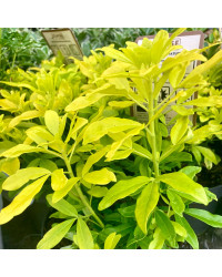 Choisya Ternata Brica Sundance Blanc