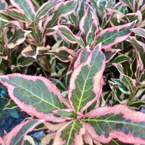 Weigelia Monet 'Verweig'