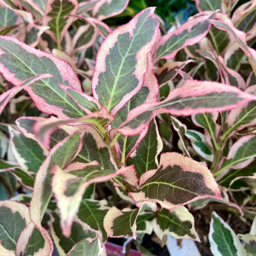 Weigelia Monet 'Verweig'
