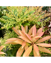 Pieris Japonica Forest Flam