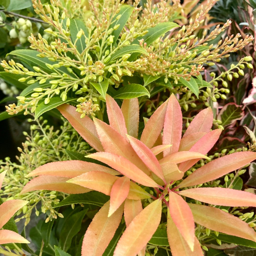 Pieris Japonica Forest Flam