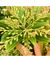 Pieris Japonica Forest Flam