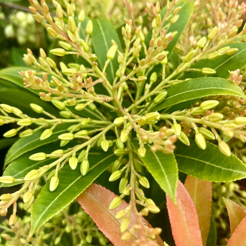 Pieris Japonica Forest Flam