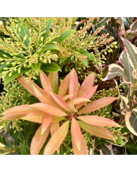 Pieris Japonica Forest Flam