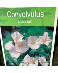 Convolvulus oneorum