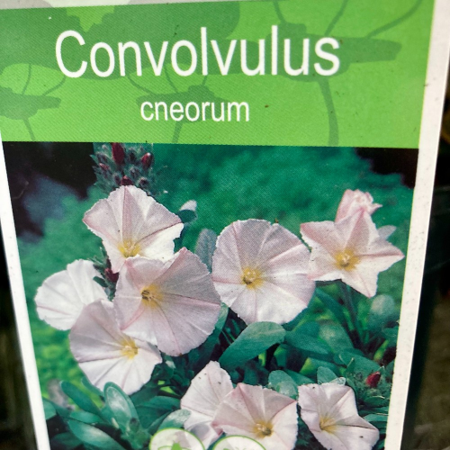 Convolvulus oneorum